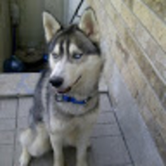 Meet your Posher, Max - Picture 1 of 1